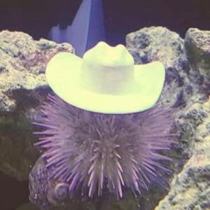 Meet your Posher, Niki